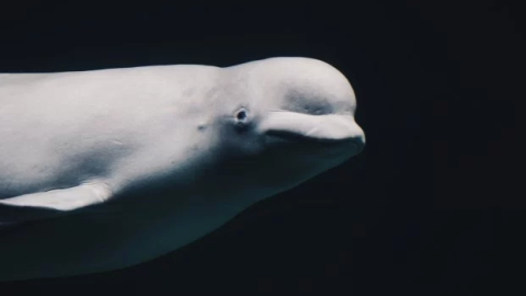 SeaLife Center scientists learn from two baby belugas with